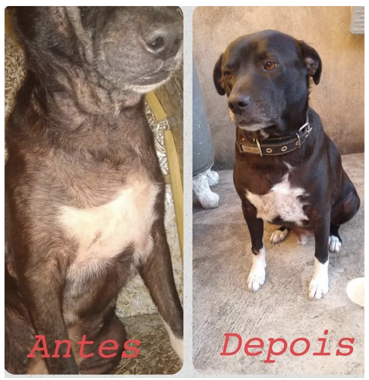 Antes e depois — queda de pelo na barriga recuperada