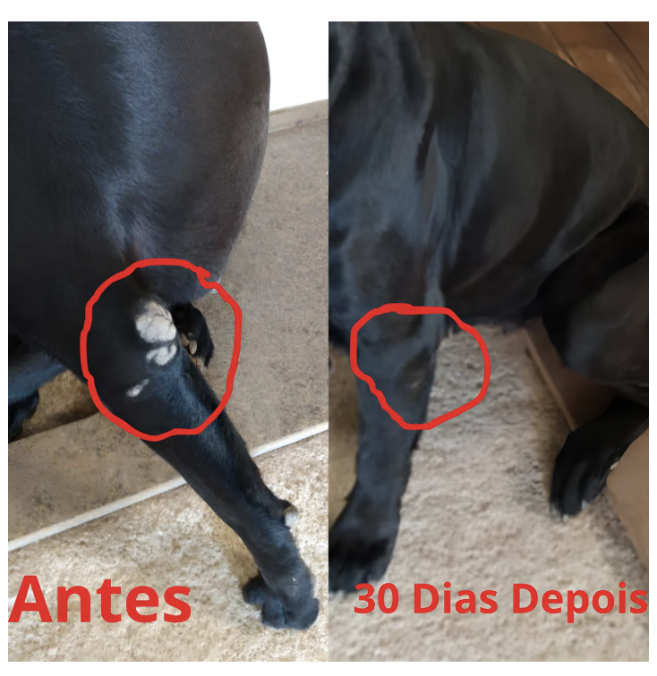 Antes e depois — falha na pata recuperada em 30 dias