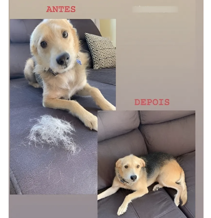 Antes e depois — sofá limpo sem queda de pelo